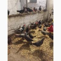 Продам инкубацыонные яйца