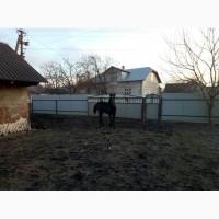 Продам лоша (дівчинка)