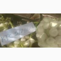 Продам свежий молодой чеснок