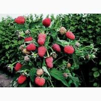 Продам саджанці малини Глен-Ампл і Крипиш