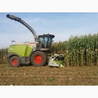 Услуги уборки силоса