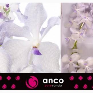 Orchid Vanda, Орхидея Ванда, ОПТ, Киев, Украина, Голландия