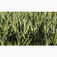 Продам посевной материал семечки. От поставщика