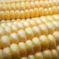 Продам посевной материал семечки. От поставщика