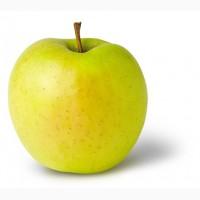Продам яблоко сорт Голден