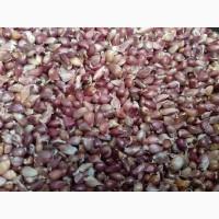 Насіння часника.с.Любаша.фц.3, 5+-4мм