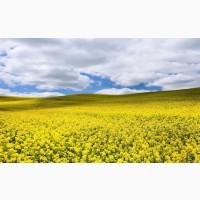 Купим Рапс гмо и без гмо. Цены уточняйте