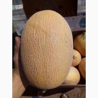 Продам Дыню