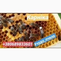 Бджоломатки