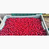 Продам ВИШНЮ заморожену з кісточкой