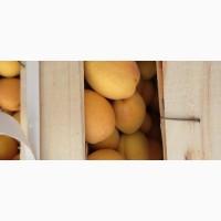 Продам абрикосы из Молдовы отличного качества