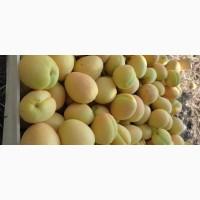 Продам абрикосы из Молдовы отличного качества