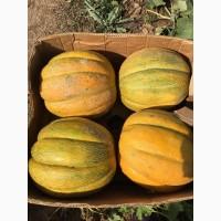Продам дыню Эфиопку в Херсонской области