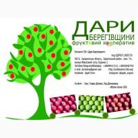 Продам свіже яблуко 2000 тон