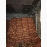 Продам лук Штутгарт на выгонку зеленого лука