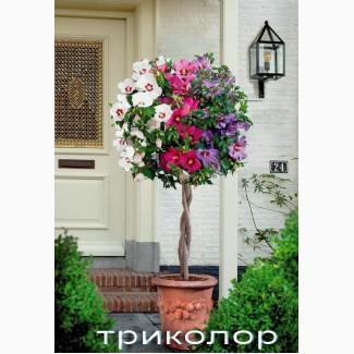 Гибискус древовидный триколор