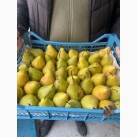 Продам Ноябрьскую грушу