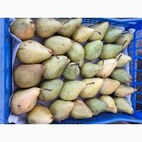 Продам Ноябрьскую грушу