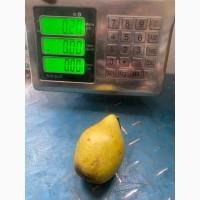 Продам Ноябрьскую грушу