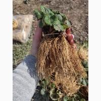 Саджанці клубники