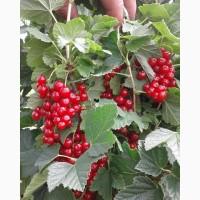 Продам смородину красную и чёрную