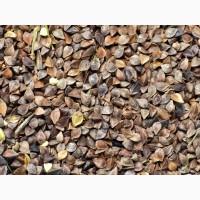 Продам насіння гречки сорт дев#039;ятка (сертифікована)