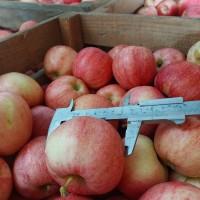 Продаємо яблуко оптом