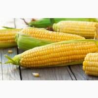 Продам кукурудзу