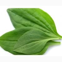 Куплю лист подорожник