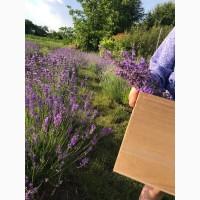Продам лаванду кулінарну