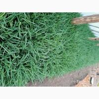 Продам зелену цибулю, салати