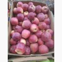 Продам яблука хорошої якості