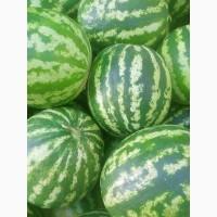 Продам кавун ау продюсер