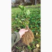 Саджанці елітних сортів полуниці (Нідерланди)