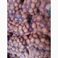 Продам товарну картоплю