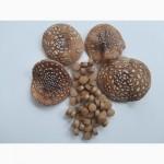 Пантерний мухомор в гранулах