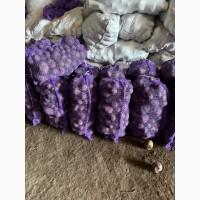 Продам буряк столовий другого гатунку