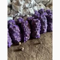 Продам буряк столовий другого гатунку