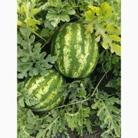 Продам кавун