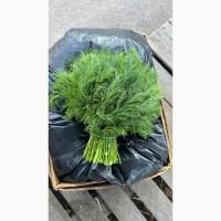 Продам свіжий кріп