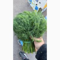 Продам свіжий кріп