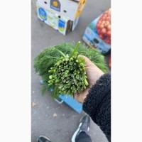 Продам свіжий кріп