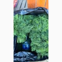 Продам свіжий кріп