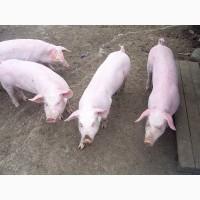 Закупаем свиней (живой вес)
