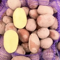 Реалізація товарної картоплі червоних сортів крупним оптом від 20 тонн