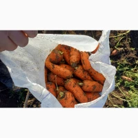 Продам моркву абака