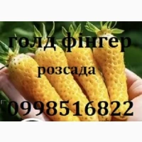 Полуниця сорту Голд фінгер, ремонтантна(розсада копанка)