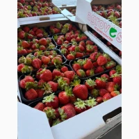ПРОДАМ клубнику