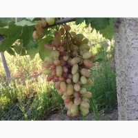 Продам столовый виноград Преображение