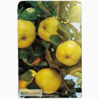 Саженцы Айва Подарок внуку